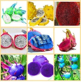 Resim 9 Adet 9 Renk Tropikal Dragon Fruit Pitaya Meyvesi Tohumu 