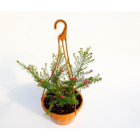 Resim Cennet Çiçeği Askılı Saksıda 3 Adet 