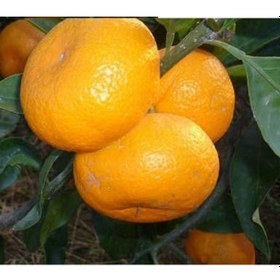 Resim Tüplü Mihovaze Mandalina Fidanı Yaş 1-2 Boy 90-110cm 