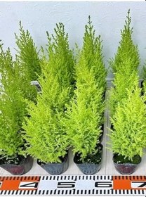 Resim Fomlu Kokulu Limon Servi Fidanı Tüplü 10 Adet 15-20Cm Dış Mekan Ağacı 