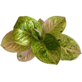 Resim Aglaonema 'Apple Fantasy' (Çin Herdemyeşili) Ø12 CM Y25-30 CM 