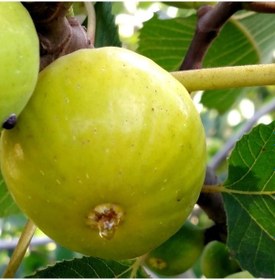 Resim Aydın Sarı Lop İncir Fidanı Tüplü 3 Adet 