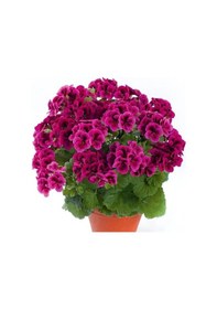 Resim Clarion Violet Menekşe Çiçekli Sardunya Canan Çiçeği Fidesi 1 Adet 
