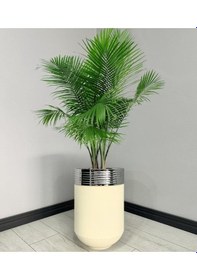 Resim Elegant Dekoratif Krom Darbuka Krem Saksı 60cm Elgnt60krmsakb 