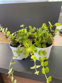 Resim Sarı Kız Atın Kolye Ofis Masa Çiçeği 1 Adet 8,5 Saksıda Hediyelik 