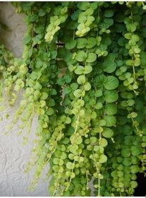 Resim Lysimachia Nummularia Sarı Çiçekli Zemin Örtücü Altın Kolye Çiçeği 20-40Cm 