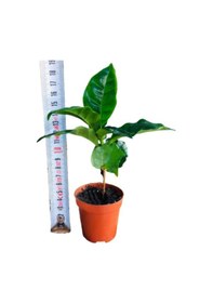 Resim Kahve Fidanı Kahve Fidesi Kahve Ağacı Coffea Arabica 
