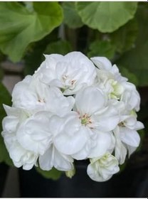 Resim Videolu Bol Yapraklı 1 Adet Beyaz Sardunya Çiçeği 15-30Cm Saksılı (Geranium) 