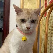 Resim Gateesat Pembe Kedi Köpek Tasması: Antika Tasarım, Çanlı, Metal, İç/dış Kullanım 