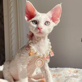 Resim 1 Adet İnci Taşlı ve Pembe Kurdele Detaylı Ayarlanabilir ABS Kolye - Kediler ve Küçük Köpekler İçin Şık Aksesuar, Yavru Kedi ve Köpek Tasmaları 