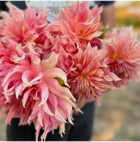 Resim Xxl Dev Çiçekli Penhill Watermelon Dahlia Yıldız Çiçeği Soğanı Yumrusu 1 Adet 