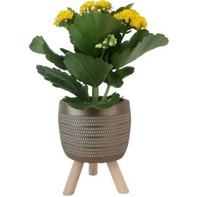 Resim Sarı Kalanşo Gold Damla Saksıda Kalanchoe 