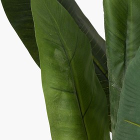 Resim Saksılı 3 Gövde Japon Muzu Ağacı 165cm 