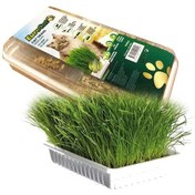 Resim Eurocat Kedi Çimi 