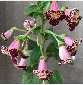 Resim Özel Tür Vanilla Kohleria Japon Küpelisi Çiçeği Fidesi Mini Pot 
