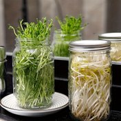 Resim Mason Kavanozları için Kullanımı Kolay Paslanmaz Çelik Filizleme Kiti - Dayanıklı, Çok Yönlü & Temizlemesi Kolay - Sağlıklı Salata Filizleri & Daha Fazlası için Mükemmel 