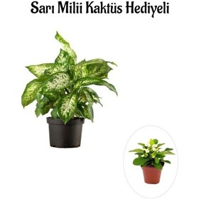 Resim Zarif Yapraklı Difenbahya Bitkisi Sevgililer Gününe Özel Sarı Milli Kaktüs 