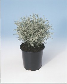 Resim Lavantin Kokulu Çiçekli Çok Yıllık Bitki 3 Adet 