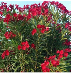 Resim 3 Yaş Zakkum Ağacı Pembe Renk 