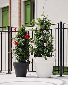 Resim Standart One 60 Plastik Saksı Kapuçino 