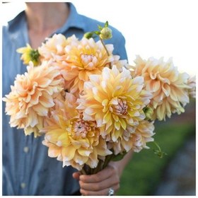 Resim Çift Renk Seattle Dahlia Yıldız Çiçeği Yumrusu 1 Adet 