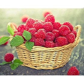 Resim 12x16 İnç Kendin Yap Tuval Üzerine Yağlı Resim Sayıya Göre Ma Seti Çiçek Meyve Deseni Yetişkinler Çocuklar Başlangıç El Sanatları Ev Duvar Dekoru 