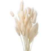 Resim Kuru Çiçek Doğal Krem Pamuk Otu 10gram 1. Kalite Şoklanmış Bozulmaz 