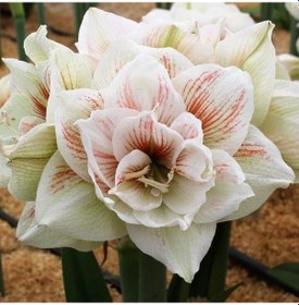 Resim Kokulu Güzel Hatun Çiçeği Amaryllis Nymph Çiçeği Soğanı 1 Adet 