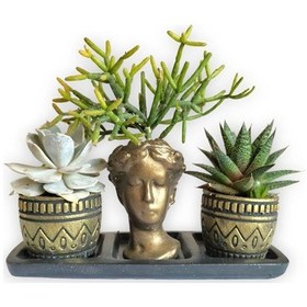 Resim Haworthia & Echeveria & Rhipsalis 3'lü Sukulent Seti Helen Gold Serisi 