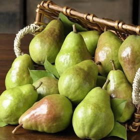 Resim Tüplü Aşılı Geçci Aromalı Kieffer Margarit Marillat Armut Fidanı 
