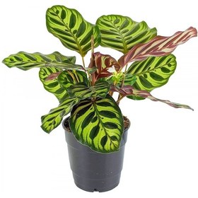 Resim Dua Çiçeği 2 Adet Calathea Makoyana - 