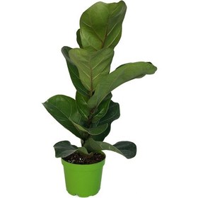 Resim Ficus Lyrata 'Bambino' (Kauçuk Çiçeği) Ø8,5 CM Y20-25 CM 