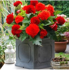 Resim İri Çiçekli Nadir Tür Fimbriata Red Begonya Çiçeği Soğanı 1 Adet 