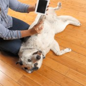Resim Köpekler & Kediler için Toksik Olmayan Pati Baskı Mürekkep Pedleri - Kolay Temizlenir, Güvenli Anılar 
