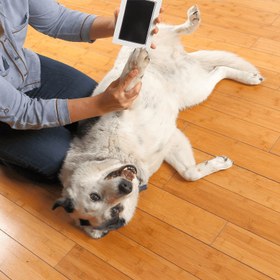 Resim Köpekler & Kediler için Toksik Olmayan Pati Baskı Mürekkep Pedleri - Kolay Temizlenir, Güvenli Anılar 
