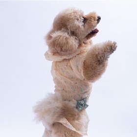 Resim Sarı Valencia Çiçek Desenli Elbise Kedi Köpek Elbisesi - Kedi Köpek Kıyafeti 