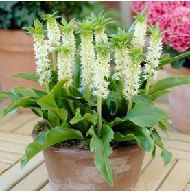 Resim Soğuklara Dayanıklı Eucomis Autumnalis White Ananas Çiçeği Zambağı Soğanı 1 Adet 