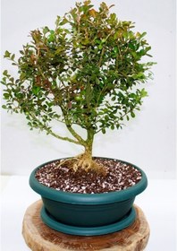 Resim Bonsai Buxus 7 Yaşında 
