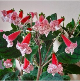 Resim Rd's Birka Kohleria Japon Küpelisi Çiçeği Fidesi Mini Saksıda 