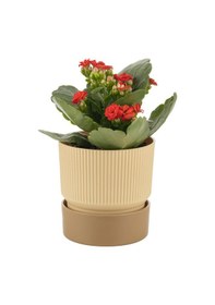 Resim Poliwork Ixora Saksı Tabaklı 2 Lt - Çizgi Desenli 150 150 Mm 99321357 