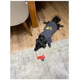 Resim 101Dzyn Antrasit Renkli Kapüşonlu Sweatshirt, Xs Beden, Köpek Ve Kedi İçin 19-0303 