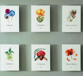 Resim Artbook Noel Gülü (Helleborus) 