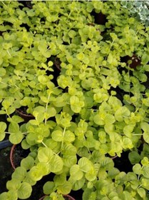 Resim Çiçek Açan Sarı Kız Altın Kolye Çiçeği 1 Adet 30-40cm Lysimachia Nummularia 