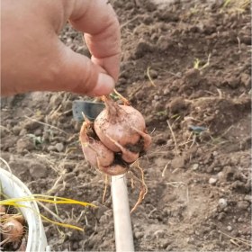 Resim Zeysen Tropikal 10 Adet Safranbolu Gerçek Safran Soğanı Crocus Sativus 