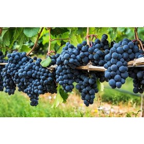 Resim Horoz Karası (Antep Karası) Üzüm Fidanı 2 Yaş Tüplü 