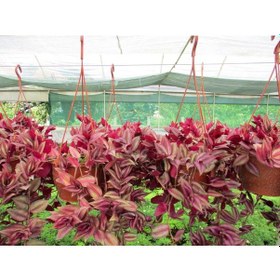 Resim Telgraf Çiçeği - Kara Sevda Çiçeği - Askılı Saksıda 