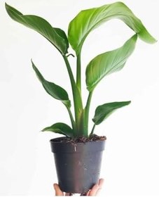 Resim Strelitzia Cennet Kuşu Çiçeği 1 Adet Saksılı 10-30Cm Mini Boy Starliçe Çiçeği, SRD03022025BYB409 