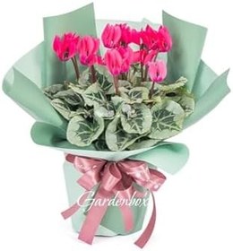 Resim Hediye Paketli Öğretmenler Günü Hediyesi Pembe Renk Sıklamen Çiçeği 