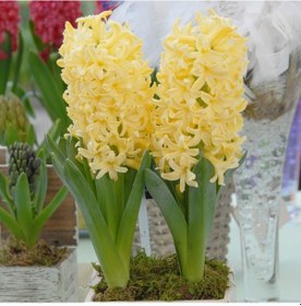 Resim Hyacinthus Yellow Stone Sümbül Soğanı 3 Adet 