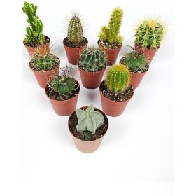 Resim 10 Lu Kaktüs Set - Özel Türler - 5.5 Cm Saksıda 